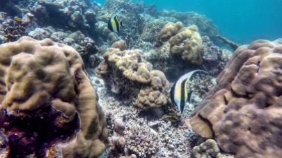 Surin-Islands-reef